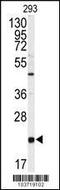 Phosphatidylethanolamine Binding Protein 1 antibody, MBS9212557, MyBioSource, Western Blot image 