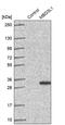 Methyl-CpG Binding Domain Protein 3 Like 1 antibody, PA5-61306, Invitrogen Antibodies, Western Blot image 