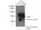 Lamin B1 antibody, 66095-1-Ig, Proteintech Group, Immunoprecipitation image 