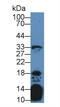 Interleukin 21 antibody, LS-C372802, Lifespan Biosciences, Western Blot image 