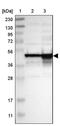 DAZ Associated Protein 1 antibody, PA5-52074, Invitrogen Antibodies, Western Blot image 