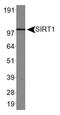 hSIRT1 antibody, TA336790, Origene, Western Blot image 