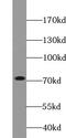 E3 ubiquitin-protein ligase TRIM41 antibody, FNab08985, FineTest, Western Blot image 