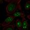 Ribosome biogenesis protein BOP1 antibody, NBP2-56455, Novus Biologicals, Immunocytochemistry image 