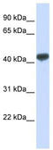 Zinc finger Ran-binding domain-containing protein 2 antibody, TA331504, Origene, Western Blot image 
