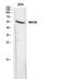 Monoamine Oxidase A antibody, STJ97658, St John