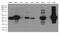 Keratin 8 antibody, GTX84248, GeneTex, Western Blot image 