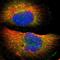 WAS protein family homolog 1 antibody, HPA002689, Atlas Antibodies, Immunofluorescence image 