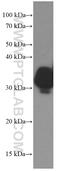 Osteoglycin antibody, 66382-1-Ig, Proteintech Group, Western Blot image 