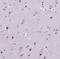 Myocyte Enhancer Factor 2C antibody, NBP1-89468, Novus Biologicals, Immunohistochemistry frozen image 