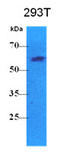 PK1 antibody, LS-C139562, Lifespan Biosciences, Western Blot image 