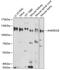 Ankyrin Repeat Domain 28 antibody, GTX32442, GeneTex, Western Blot image 