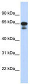 Histone H4 Transcription Factor antibody, TA345172, Origene, Western Blot image 