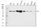 HPX antibody, A02237-2, Boster Biological Technology, Western Blot image 