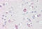 Adaptor Related Protein Complex 3 Subunit Beta 2 antibody, MBS248685, MyBioSource, Immunohistochemistry frozen image 