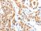 Platelet-activating factor acetylhydrolase IB subunit alpha antibody, MBS2518999, MyBioSource, Immunohistochemistry frozen image 