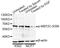 Myocyte Enhancer Factor 2C antibody, MBS125417, MyBioSource, Western Blot image 