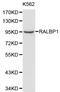 RalA-binding protein 1 antibody, LS-C192391, Lifespan Biosciences, Western Blot image 