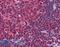 PR domain zinc finger protein 1 antibody, LS-B2722, Lifespan Biosciences, Immunohistochemistry paraffin image 