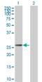 Morf4 Family Associated Protein 1 antibody, H00010934-B01P, Novus Biologicals, Western Blot image 