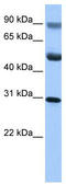 GID Complex Subunit 4 Homolog antibody, TA335479, Origene, Western Blot image 