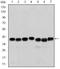 Survival motor neuron protein antibody, AM06632SU-N, Origene, Western Blot image 