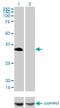 HLF Transcription Factor, PAR BZIP Family Member antibody, H00003131-M04, Novus Biologicals, Western Blot image 