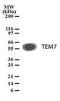 Plexin Domain Containing 1 antibody, TA336403, Origene, Western Blot image 