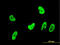 Oxidative Stress Responsive Kinase 1 antibody, LS-C133611, Lifespan Biosciences, Immunofluorescence image 
