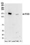 OTU Deubiquitinase 4 antibody, NBP2-37690, Novus Biologicals, Western Blot image 
