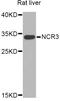 Natural Cytotoxicity Triggering Receptor 3 antibody, orb373553, Biorbyt, Western Blot image 