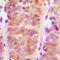 Rho Guanine Nucleotide Exchange Factor 10 antibody, LS-C353183, Lifespan Biosciences, Immunohistochemistry frozen image 