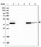 Acyl-CoA Dehydrogenase Short Chain antibody, PA5-54580, Invitrogen Antibodies, Western Blot image 