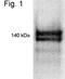 Nuclear Receptor Interacting Protein 1 antibody, NB110-5122, Novus Biologicals, Western Blot image 