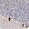 GBF1 antibody, NBP1-88844, Novus Biologicals, Immunohistochemistry frozen image 