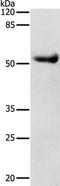Dopamine Receptor D4 antibody, TA321201, Origene, Western Blot image 