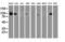 Dipeptidyl Peptidase 9 antibody, LS-B11154, Lifespan Biosciences, Western Blot image 