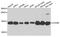 Cytochrome C Oxidase Subunit 5B antibody, STJ23208, St John