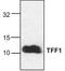 Trefoil Factor 1 antibody, TA319131, Origene, Western Blot image 