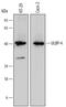 Retinoic Acid Early Transcript 1E antibody, MA5-24328, Invitrogen Antibodies, Western Blot image 