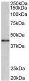 Cyclin-D1-binding protein 1 antibody, AP31958PU-N, Origene, Western Blot image 