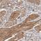 Muscarinic acetylcholine receptor M3 antibody, HPA024106, Atlas Antibodies, Immunohistochemistry frozen image 
