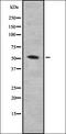 Microspherule Protein 1 antibody, orb337217, Biorbyt, Western Blot image 