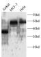 ATF4 antibody, FNab10416, FineTest, Western Blot image 
