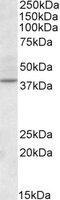 Cyclin-dependent kinase 10 antibody, MBS422686, MyBioSource, Western Blot image 