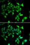 Myosin-Ic antibody, MBS129712, MyBioSource, Immunofluorescence image 