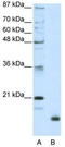 60S ribosomal protein L32 antibody, TA345692, Origene, Western Blot image 