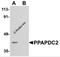 Phospholipid Phosphatase 6 antibody, 5517, ProSci, Western Blot image 