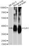 Gap Junction Protein Alpha 1 antibody, A11752, ABclonal Technology, Western Blot image 