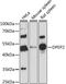 Dipeptidase 2 antibody, LS-C750470, Lifespan Biosciences, Western Blot image 